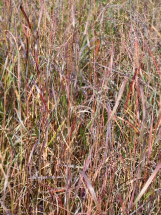 Panicum virgatum 'Dust in the Wind' - Switchgrass - 1-Quart