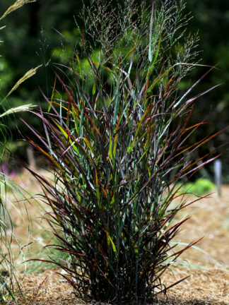 Panicum virgatum 'Hot Rod' - Red Switchgrass - 1-Quart