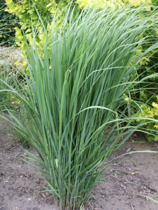 Panicum virgatum 'Northwind'- Switchgrass