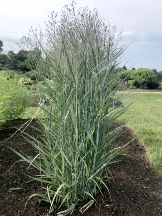 Panicum virgatum 'Prairie Dog'- Switchgrass