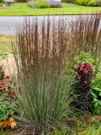Schizachyrium scoparium 'Cinnamon Sticks' - Little Bluestem