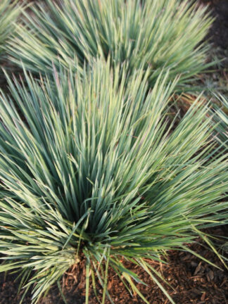Schizachyrium scoparium Free Spirit® Exclamation Point® - Little Bluestem - 5-Pint
