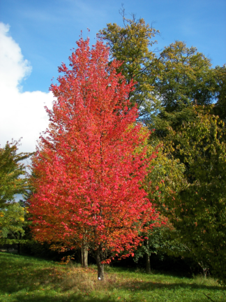 Acer rubrum - Red Maple