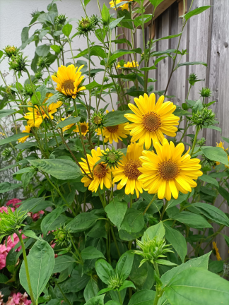 Helianthus × multiflorus Suncatcher® - Perennial Sunflower - 1.5-Pint
