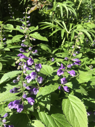Scutellaria × 'Appalachian Blues' - Skullcap