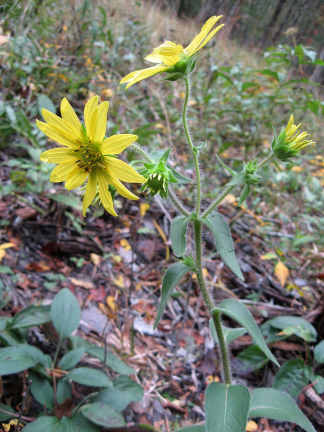 Silphium mohrii - Cumberland Rosinweed - 5-Pint