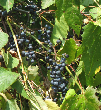 Vitis riparia - Riverbank Grape - 2-Gallon