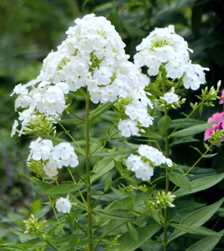 Phlox paniculata 'David' - Garden Phlox
