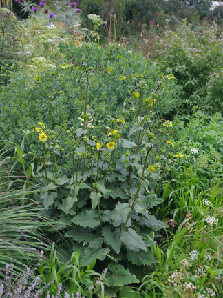 Silphium wasiotense - Appalachian Rosinweed - 5-Pint