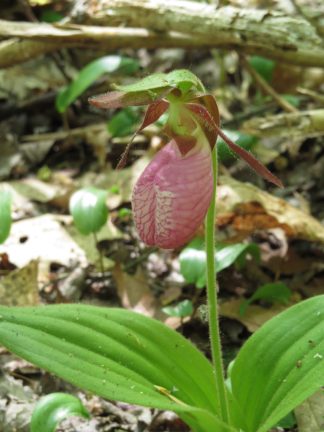 Cypripedium acaule - Pink Lady's Slipper or Moccasin Flower - 1-Quart