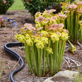 Sarracenia flava 'Copper Top' - Yellow Pitcher Plant