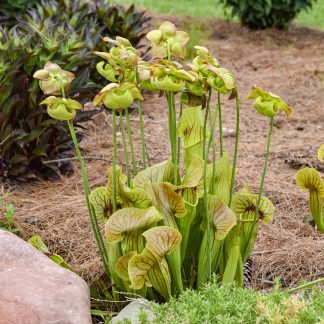 Sarracenia ×catesbaei - Catesby's Pitcher Plant