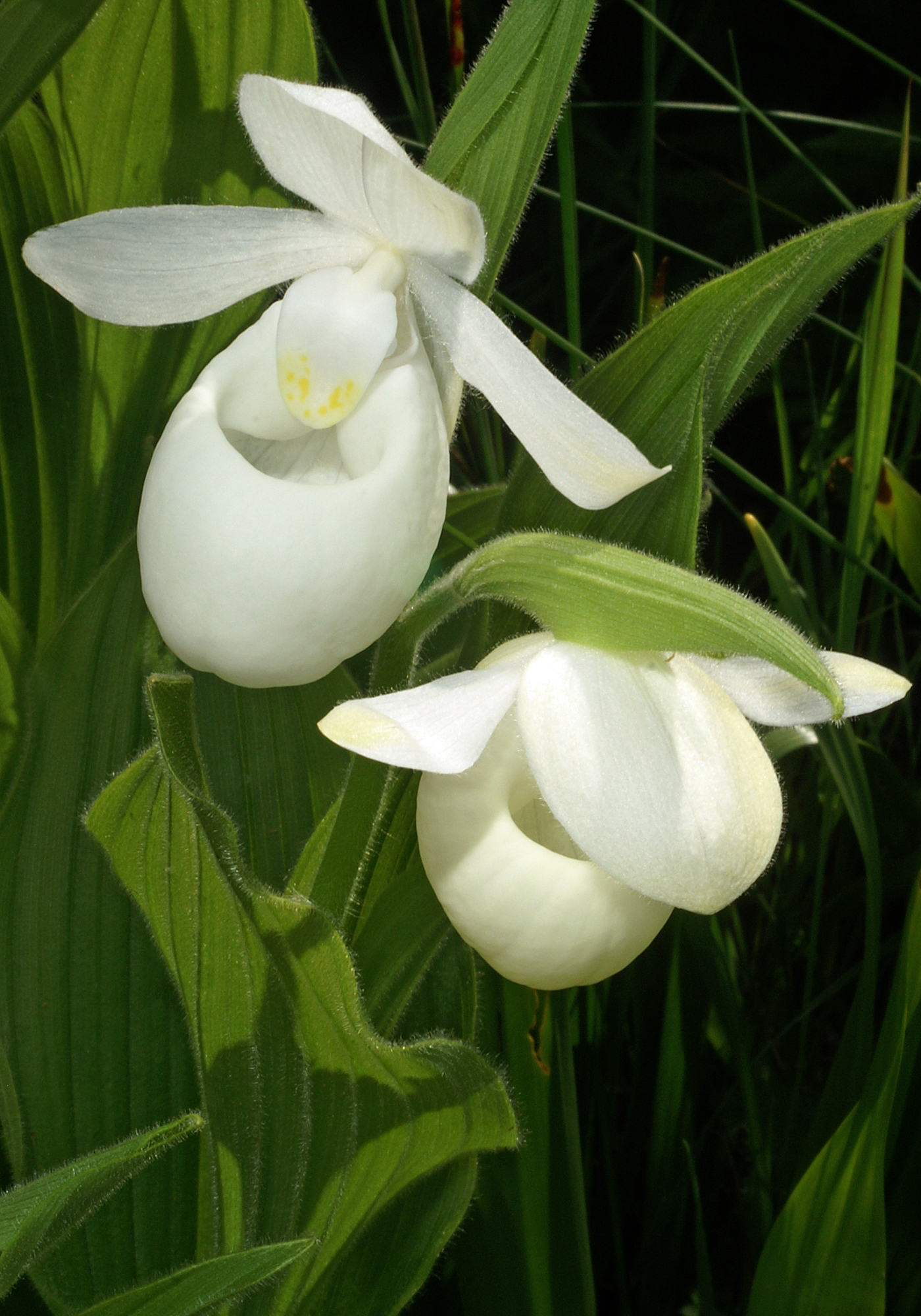 Cypripedium reginae f. albolabium - White Showy Lady's Slipper - 1-Quart