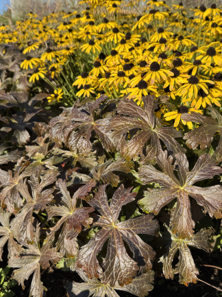 Geranium maculatum 'Huggy Bear' - Wild Geranium - 1-Quart