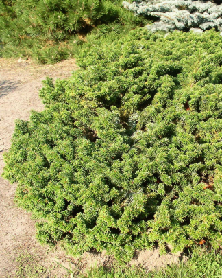 Abies balsamea 'Nana'- Dwarf Balsam Fir
