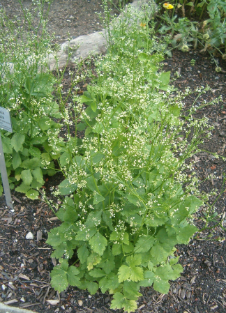 Cryptotaenia canadensis - Honewort of Wild Chervil - 1-Quart
