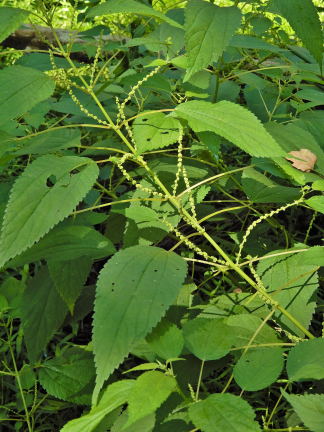 Boehmeria cylindrica - False Nettle or Bog Hemp - 1-Quart