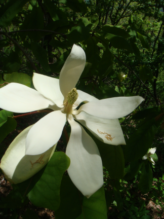 Magnolia fraseri - Fraser or Mountain Magnolia - 1-Gallon