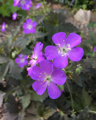 Geranium maculatum 'Dark Roast' - Wild Geranium - 3-Quart